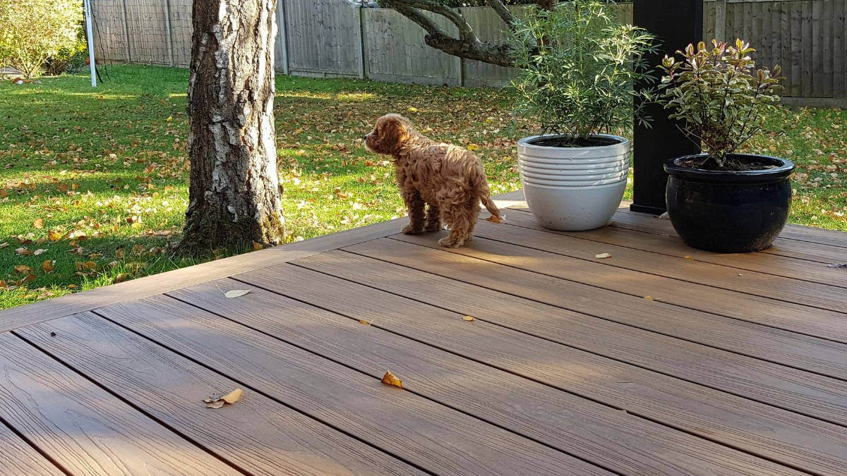 A small brown dog sitting on a composite decking patio near two potted plants, looking at a backyard