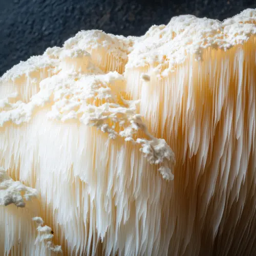 фото гриба 40% полісахаридів