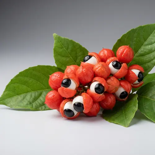 Веточка гуарани в професійний студійній зйомці, червоні ягоди