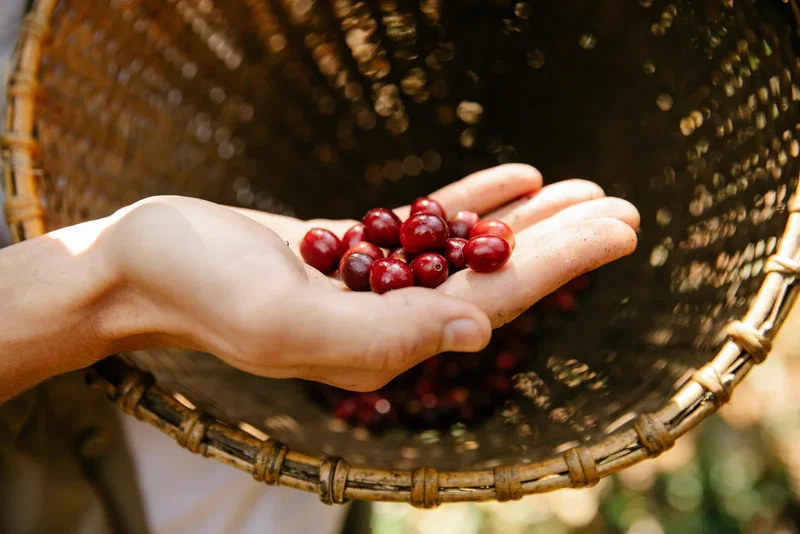 Fresh coffee cherries