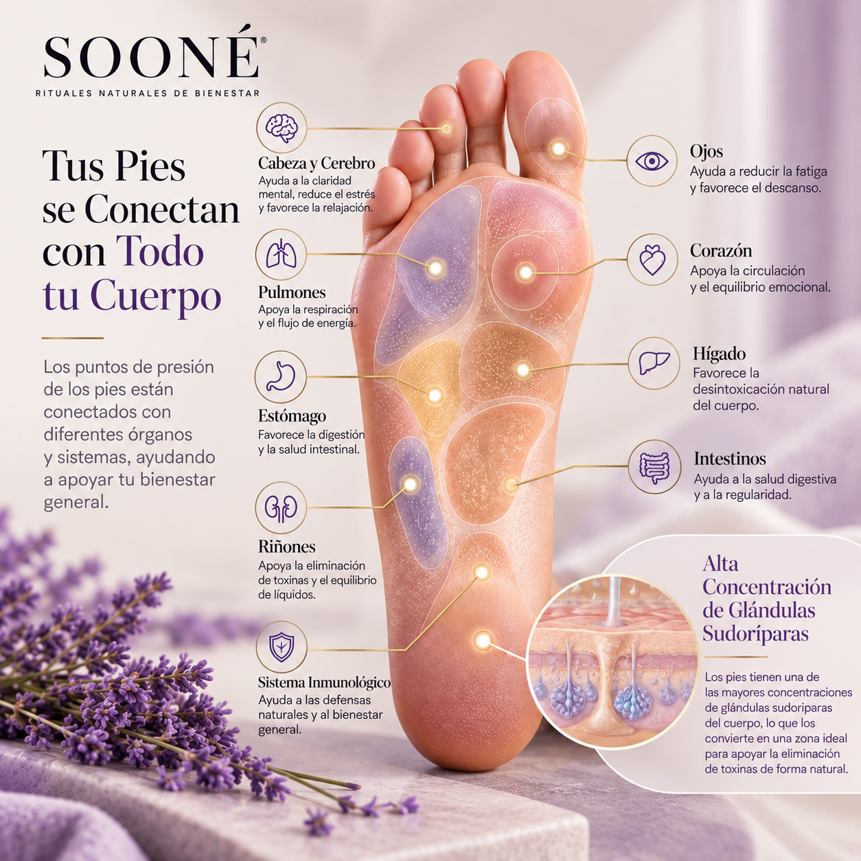 Diagrama de reflexología SOONÉ de la planta del pie, que relaciona los puntos de presión con la cabeza y el cerebro, los ojos, los pulmones, el corazón, el estómago, el hígado, los riñones, los intestinos y el sistema inmunitario, con un detalle de la alta concentración de glándulas sudoríparas.