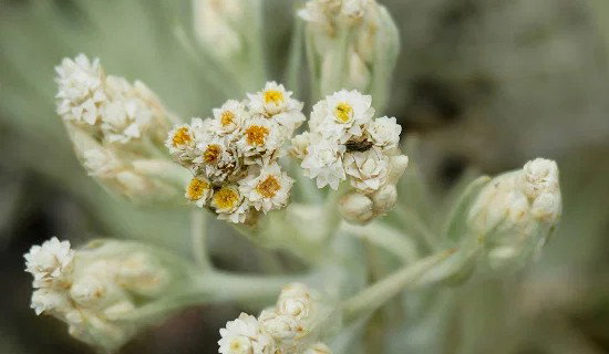 Close-up of Swiss edelweiss flowers, the lead botanical in the Swiss 7-Stem Concentrate