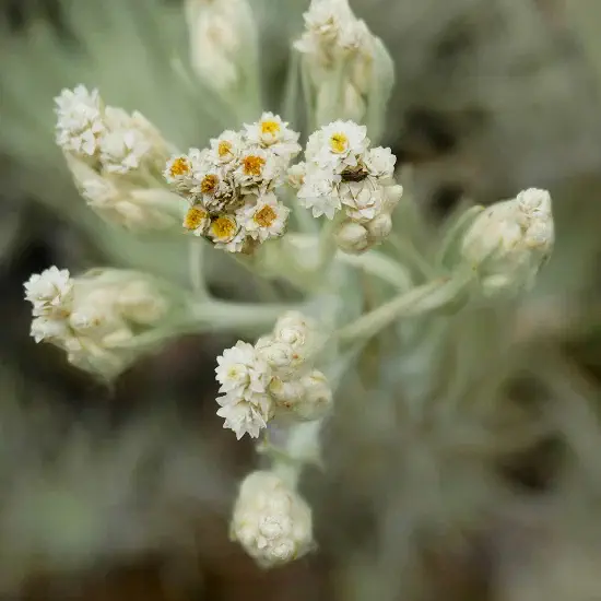Swiss alpine botanicals