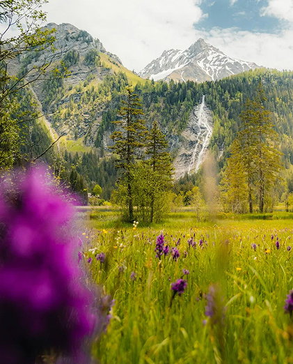 Alpine meadow in high summer below a Swiss peak, wildflowers in the foreground