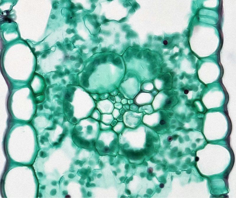 Hyaluronic acid botanical science imagery