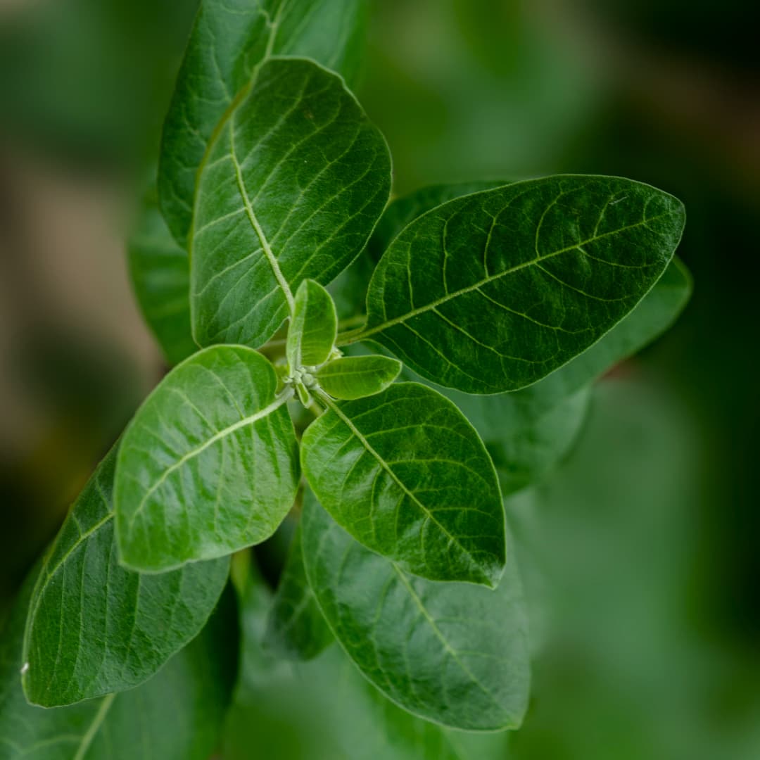 Close-up of vibrant green leaves with visible veins, against a blurred background.