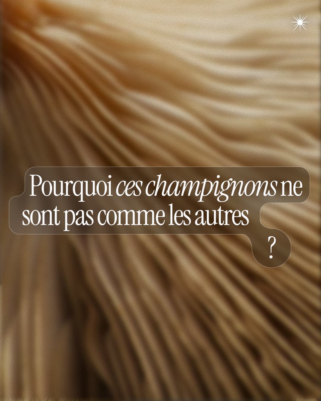 Blurry close-up of mushroom gills with French text overlaying: &quot;Pourquoi ces champignons ne sont pas comme les autres ?&quot;