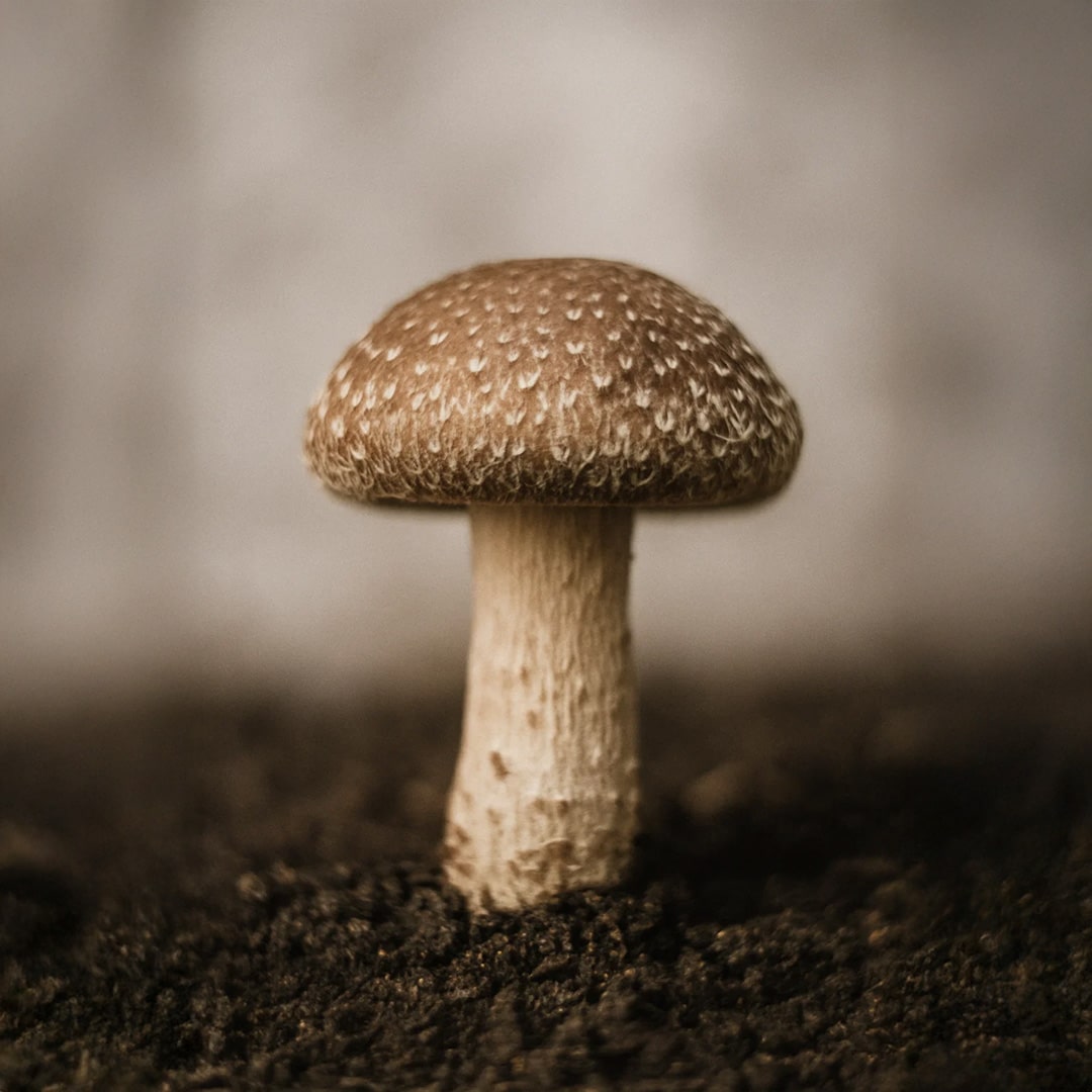 Close-up of a brown shiitake mushroom growing in soil against a blurred background.