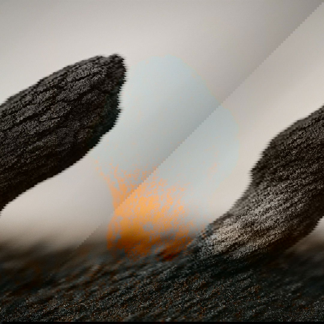 Close-up of a brown shiitake mushroom growing in soil against a blurred background.