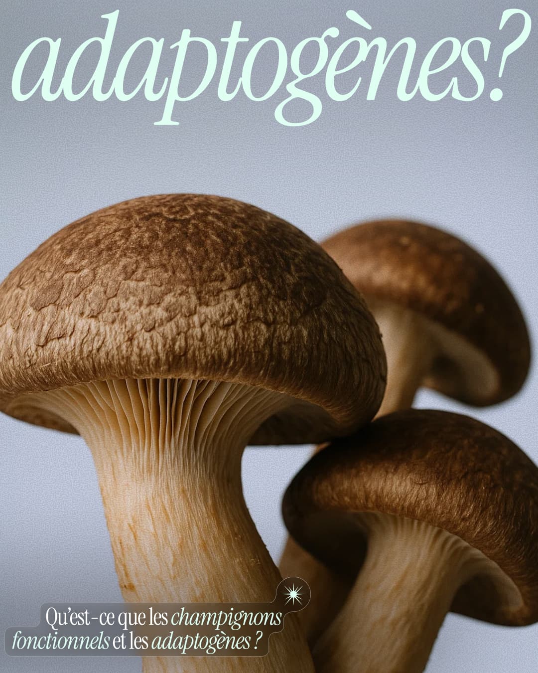 Close-up of brown shiitake mushrooms with text in French about adaptogens and functional mushrooms.