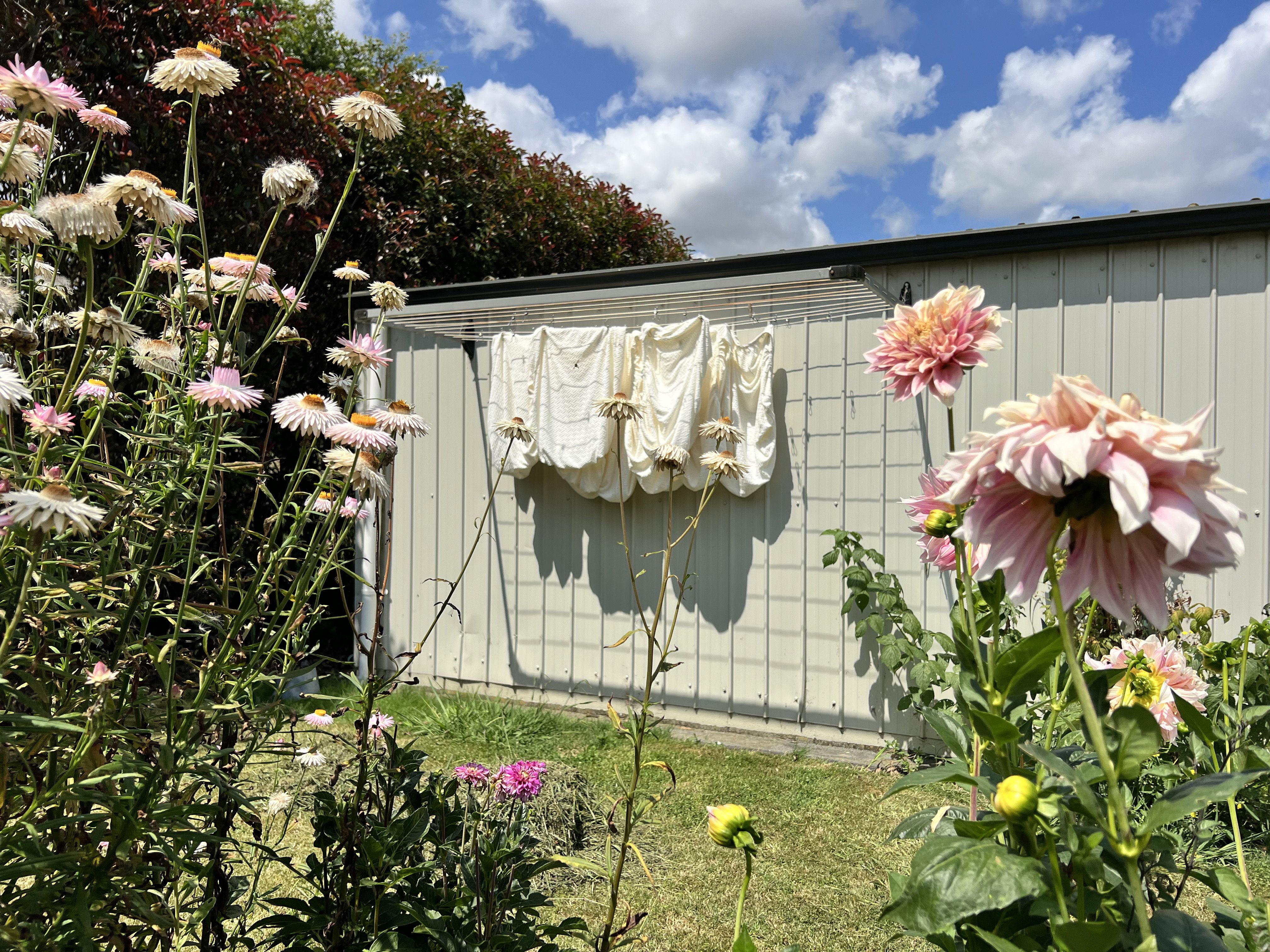 White couch covers drying on a washing line surrounded by flowers