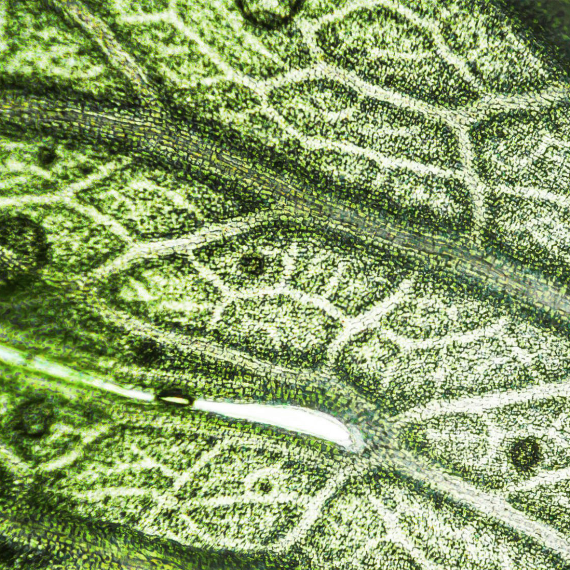 microscoop foto van een plant - Oana green - beter slapen - natuurlijke producten - geen melatonine