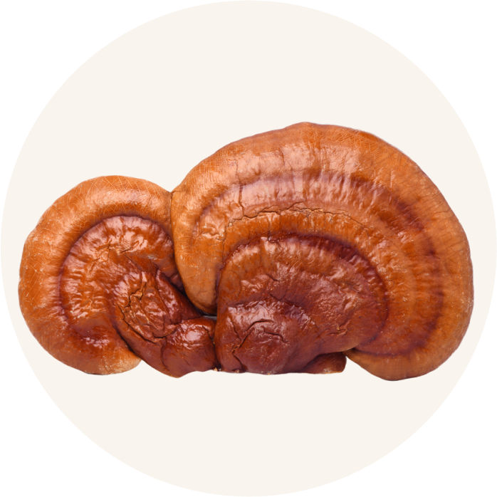 Oana Green - Beter slapen - slaapsupplementen - goede nachtrust - reishi mushroom