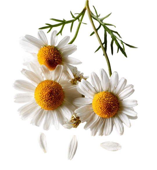 Chamomile
