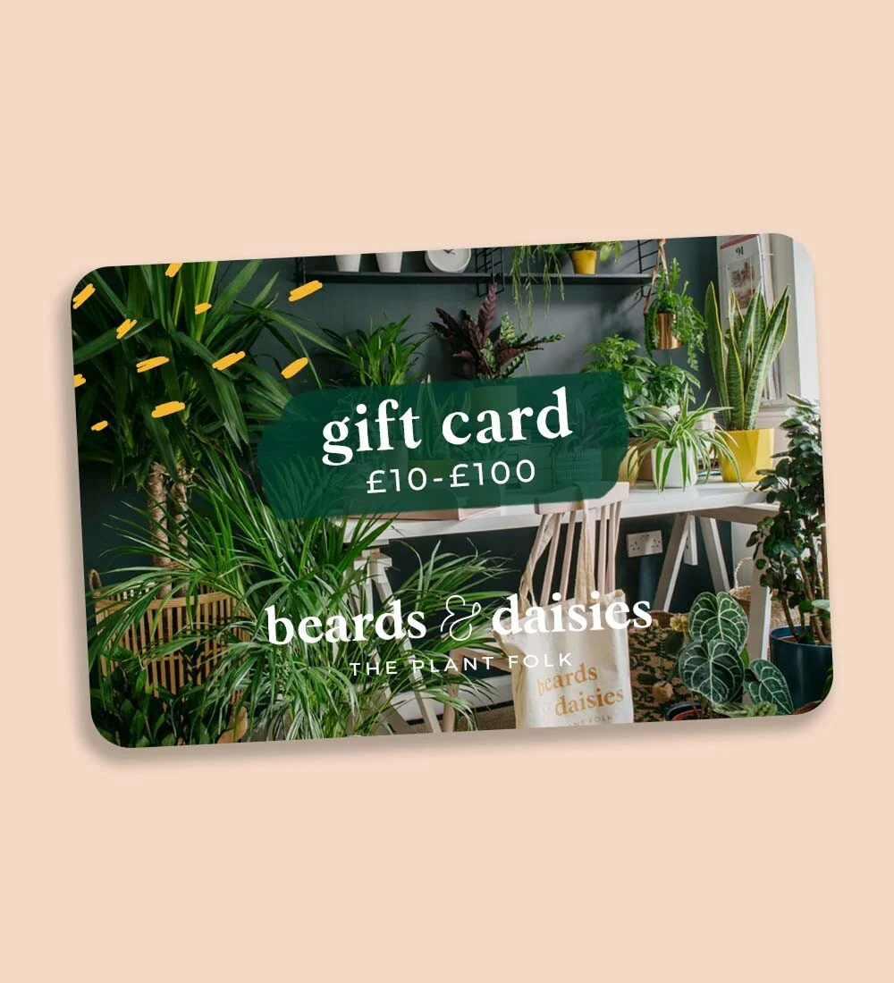 Beards & Daisies gift card showing a room filled with houseplants