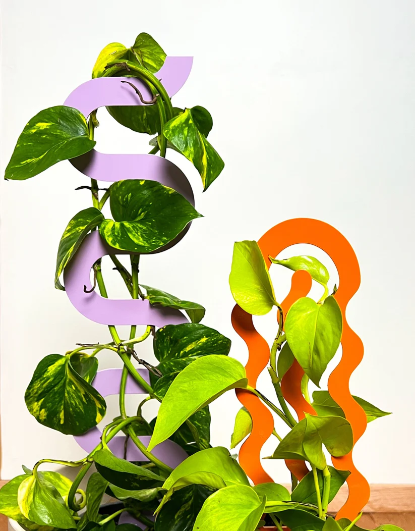 Pothos plants growing up lilac and orange wavy plant climbers from Secateur Me Baby