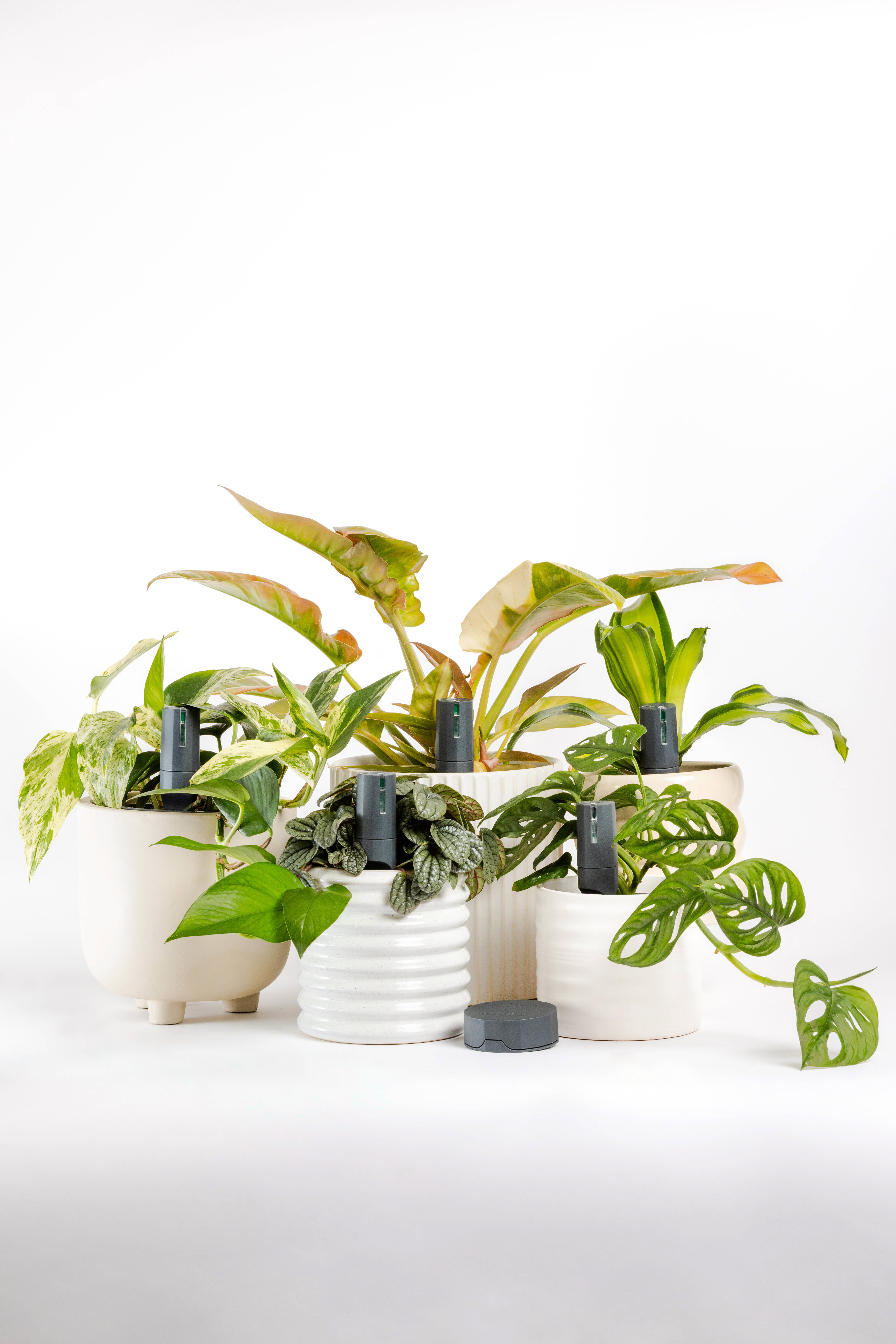 Five Willow smart plant sensors in pothos, monstera and philodendron plants in cream ceramic planters, with the Willow hub in front