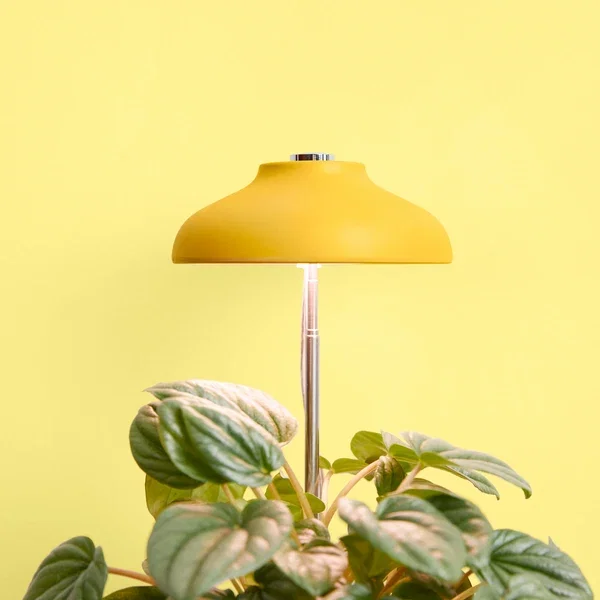 Yellow dome grow light on a slim stand shining over a leafy peperomia against a yellow wall