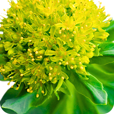 Close-up of a vibrant yellow Rhodiola flower cluster with green leaves.