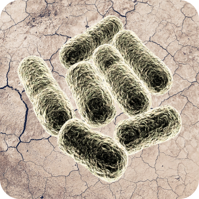 Close-up illustration of rod-shaped bacillus coagulans bacteria on cracked dry soil background.