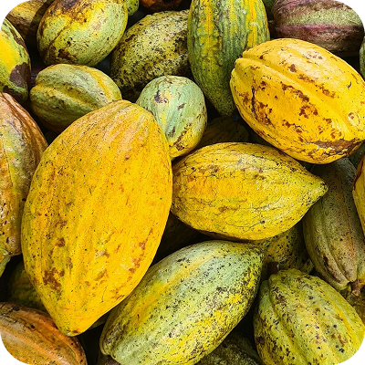 Close-up of ripe cacao pods in shades of yellow, green, and purple.