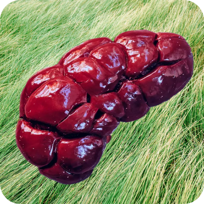 Close-up of a shiny, reddish-brown grass-fed beef kidney placed on green grass.