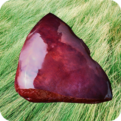 Raw beef liver on green grass.