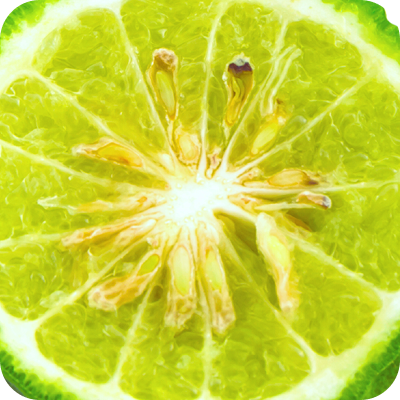 Close-up of a bright green bergamot slice showing seeds and juicy segments.