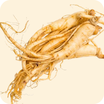 Fresh eleuthero root with thin, stringy offshoots on a light background.