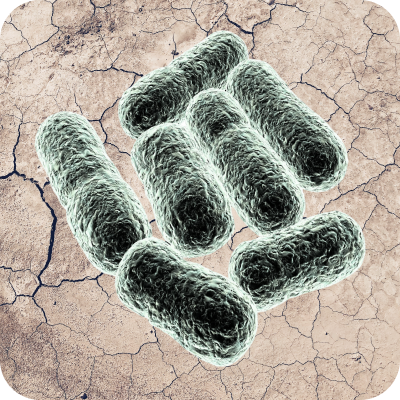 Close-up illustration of rod-shaped bacillus subtilis bacteria on cracked dry soil background.