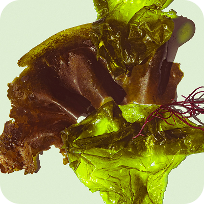 Close-up of green and brown translucent kelp algae on a light background.
