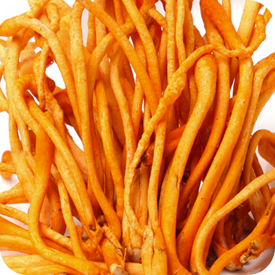 Close-up of bright orange cordyceps mushroom with thin, elongated stems.