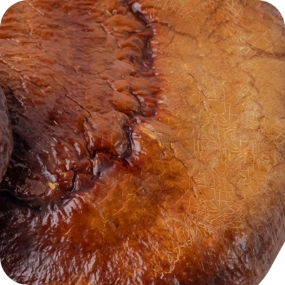 Close-up of a brown, glossy, textured reishi mushroom cap with natural cracks and wrinkles.