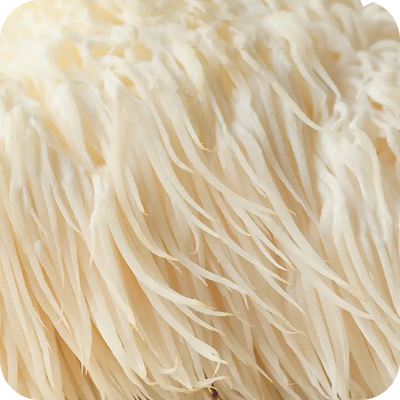 Close-up of long, thin, white, stringy lion's mane mushroom structures.