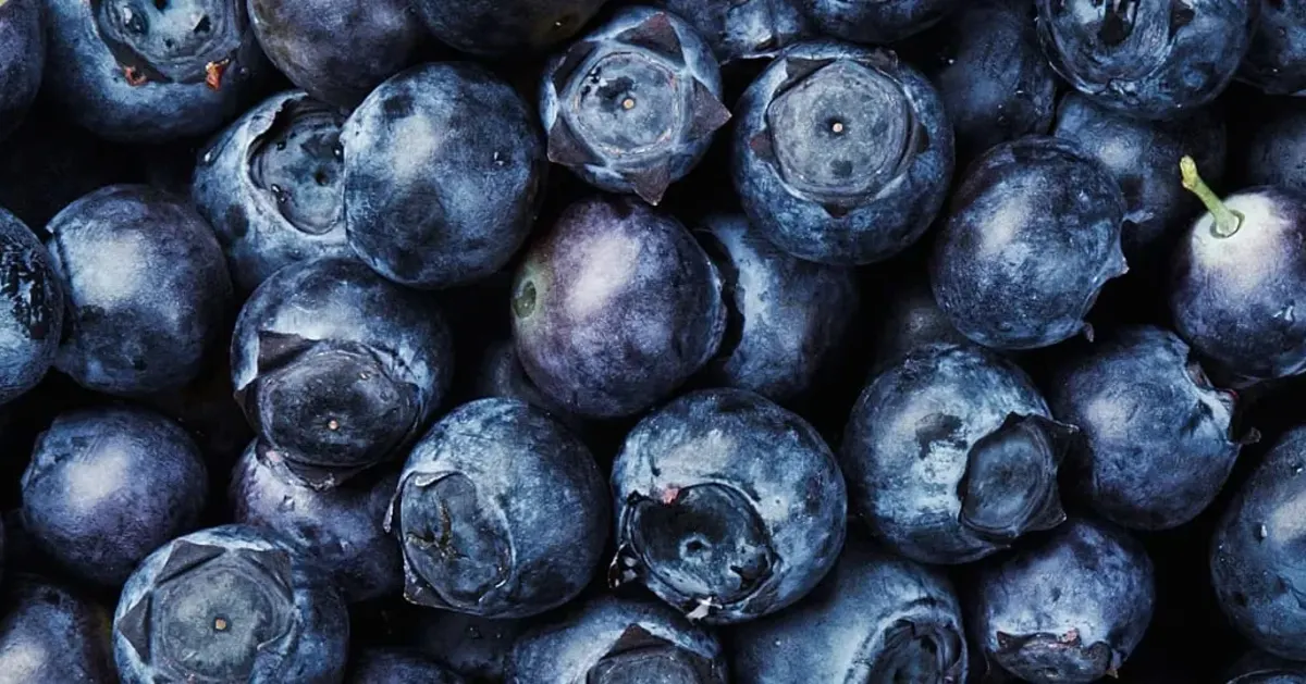 Close-up of fresh bilberries with tiny water droplets on their surface.