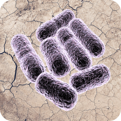 Close-up illustration of rod-shaped bacillus clausii bacteria on a cracked, dry surface.