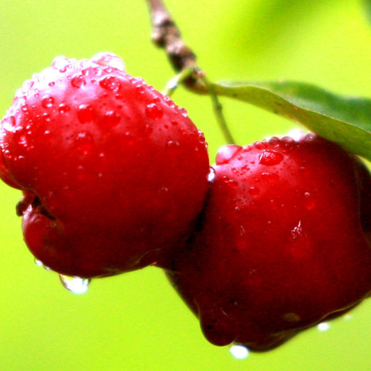Two red acerola cherries with green leaves on green background.