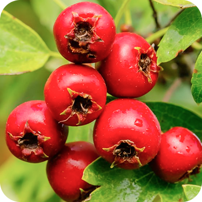 Cluster of bright red hawthorn berries with green leaves in the background.