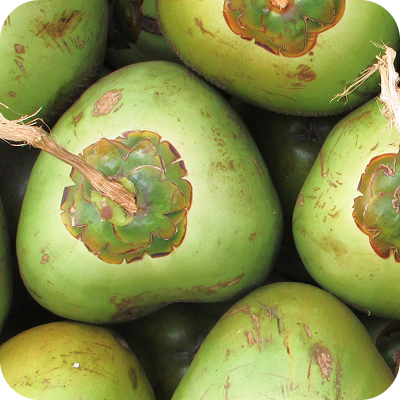 Close-up of several green coconuts with stems and natural blemishes.