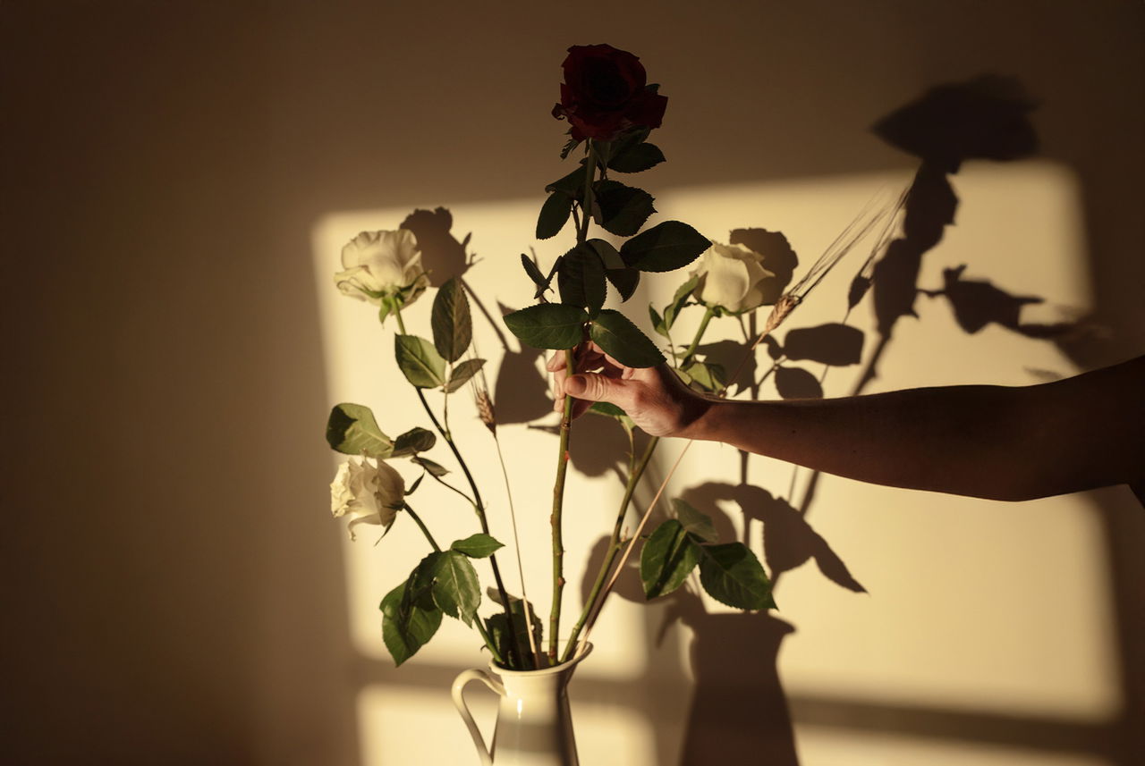 Mano che accarezza una rosa rossa in un mazzo di fiori illuminato dalla luce del tramonto, simbolo poetico del mese di maggio e della bellezza delle rose.