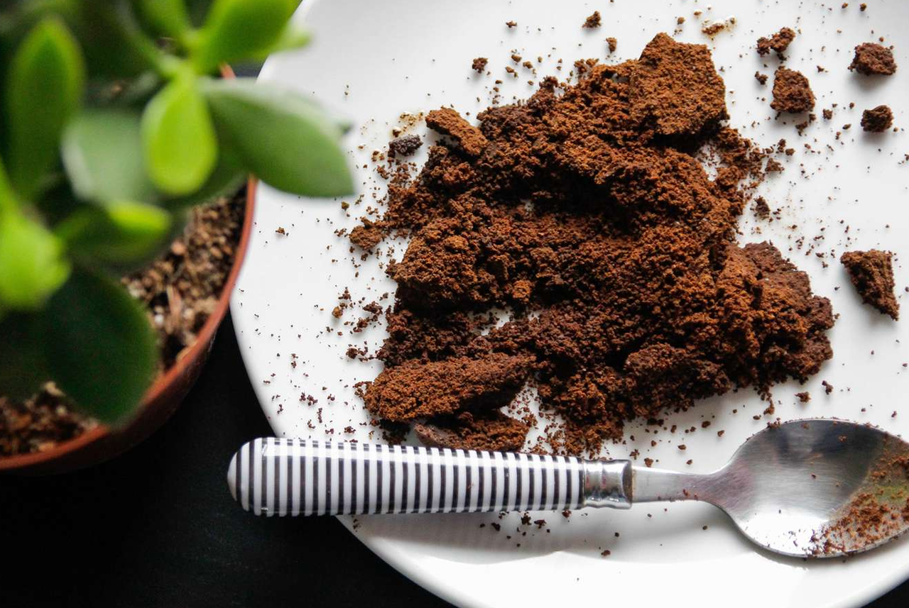 Fondi di caffè essiccati pronti per essere usati come fertilizzante naturale per le piante di casa.