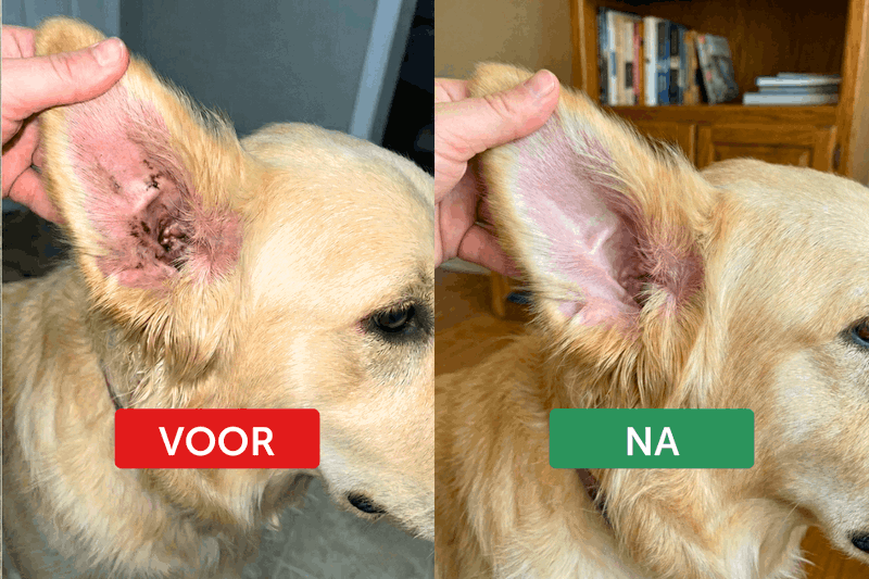 Voor en na: rustiger oor van een golden retriever