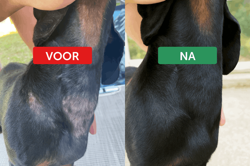 Voor en na: vacht op de rug van een hond