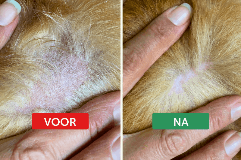 Voor en na resultaat met Pawrful Anti-Jeuk