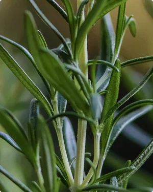 Fresh rosemary sprigs on a pale stone surface