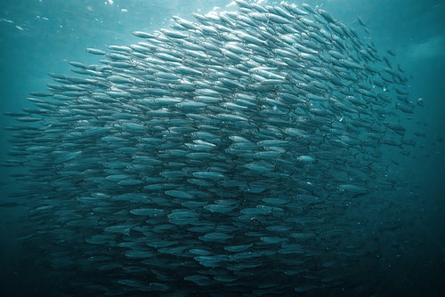 Three small silver fish swimming through soft green water among tiny algae particles, under golden sunbeams