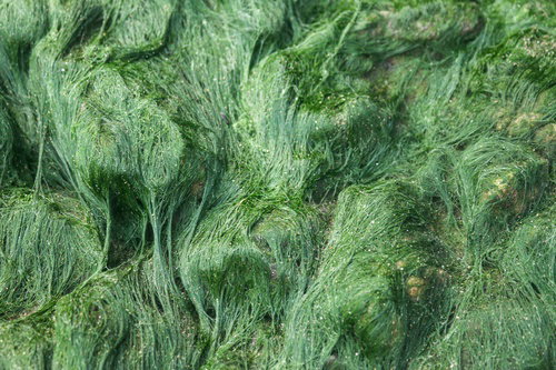 Green microalgae culture in glass flasks