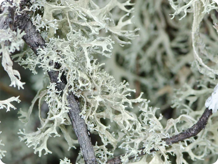 Pale green lichen growing on a branch