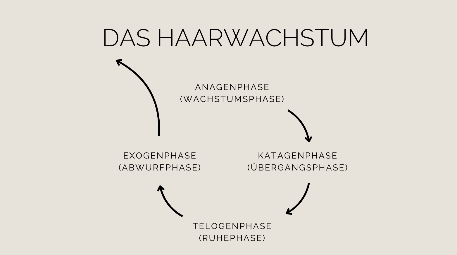 Das Diagramm zeigt die vier Phasen des Haarwachstums: Anagen, Katagen, Telogen und Exogen.