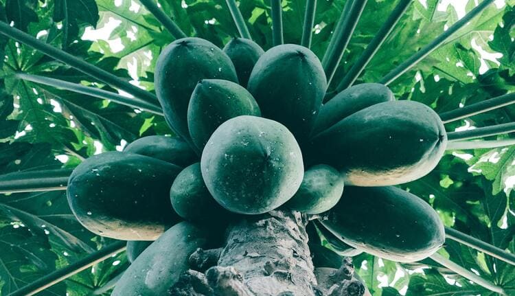 Nahaufnahme von grünen Papayas, die an einem Baum mit großen grünen Blättern im Hintergrund wachsen.